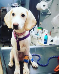 Kisamos Veterinary Centre dog